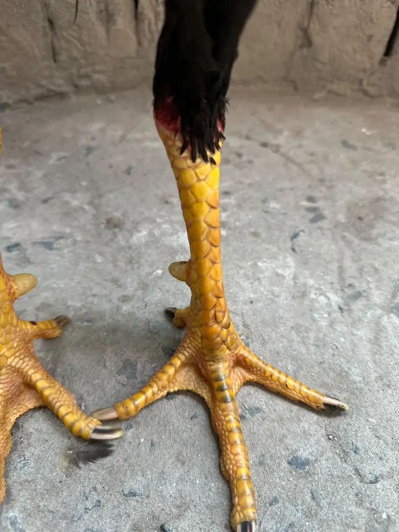 Thai Burmi Aseel Male | Healthy & Active | available for sale | — photo 7