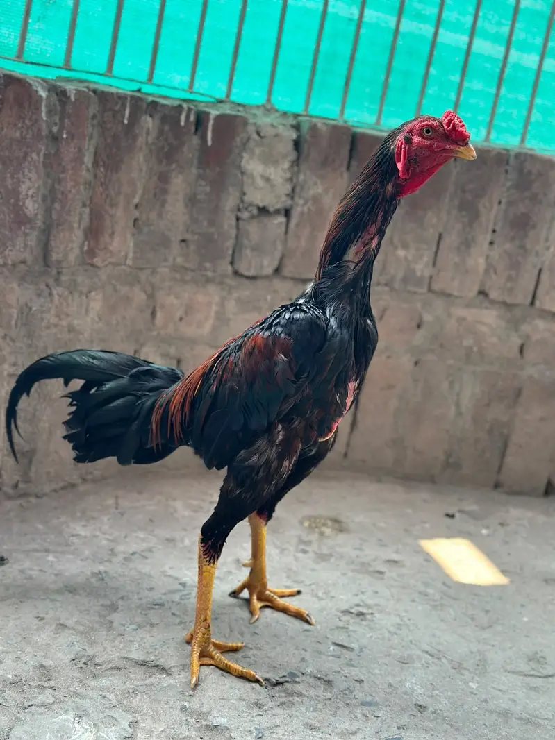 Thai Burmi Aseel Male | Healthy & Active | available for sale | — photo 8