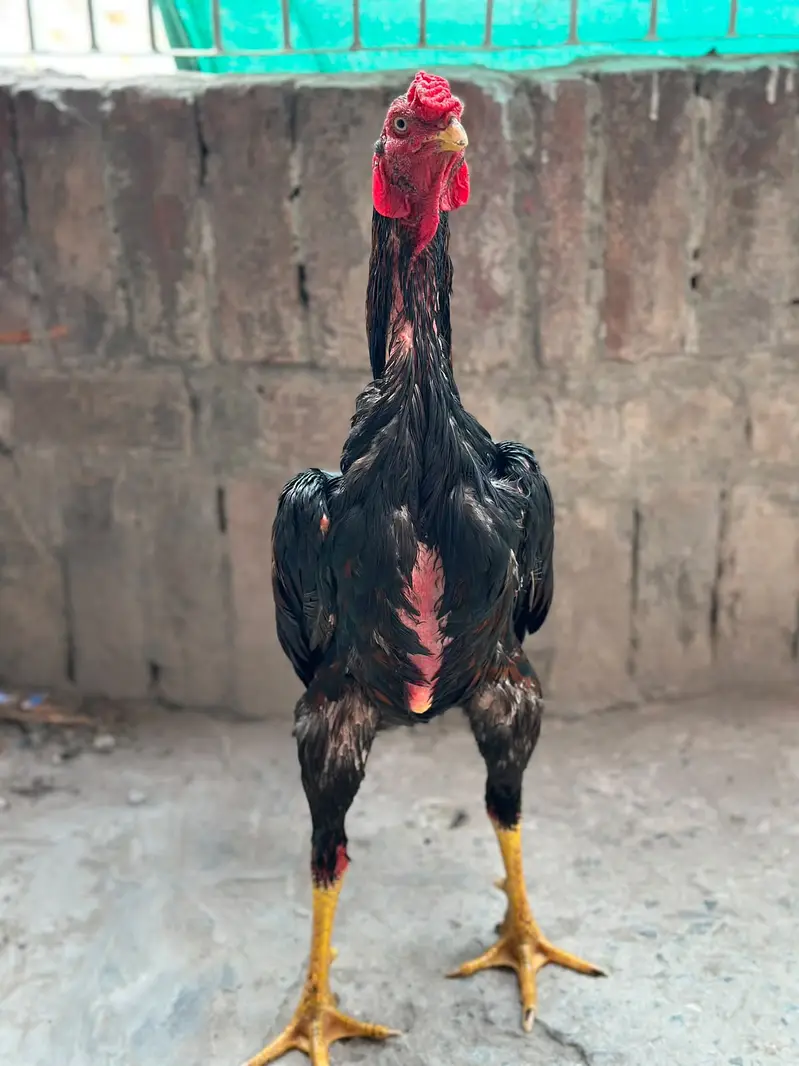 Thai Burmi Aseel Male | Healthy & Active | available for sale | — photo 9