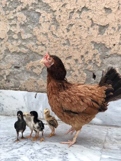 desi/murga  desi/murgi desi/hen  aseel/hen pure/desi egg laying hen