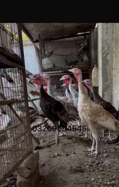 turkey