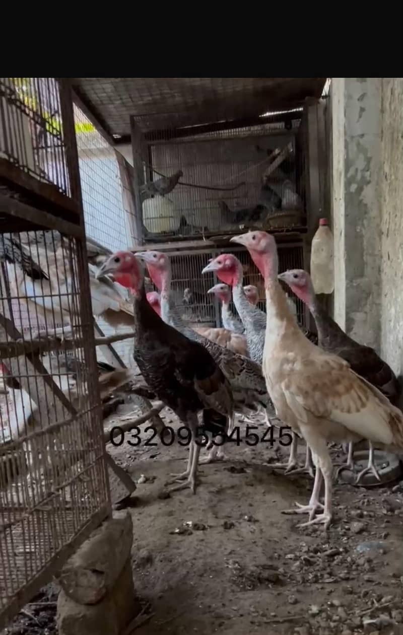 turkey 0