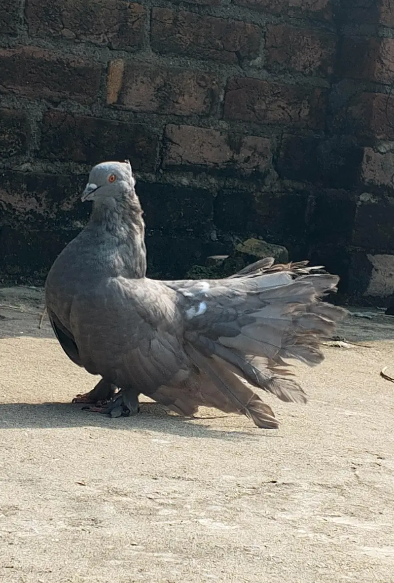 Singaporean Fantail cross Lakka Male For sale