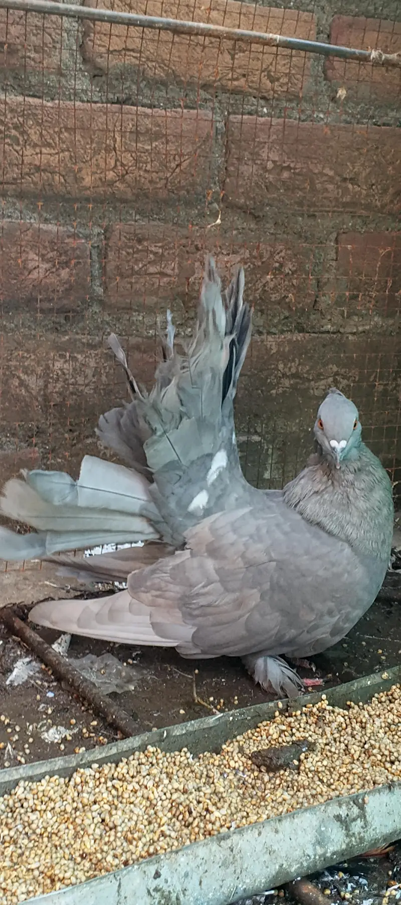 Singaporean Fantail cross Lakka Male For sale — photo 2