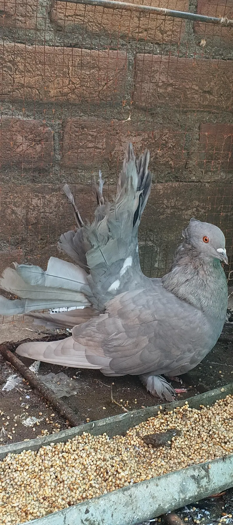 Singaporean Fantail cross Lakka Male For sale — photo 3
