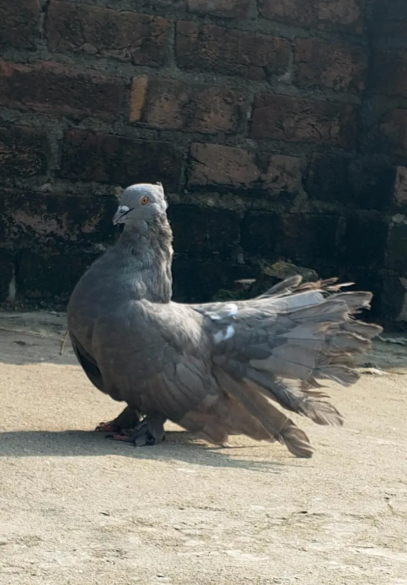Singaporean Fantail cross Lakka Male For sale — photo 4