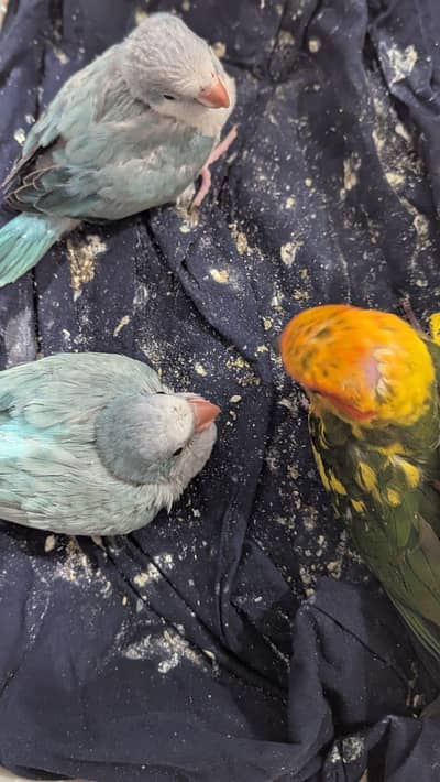 Hand tamed 0-Bite | Monks, Ringnecks, Sun Conures, Kashmiri Pahari Etc
