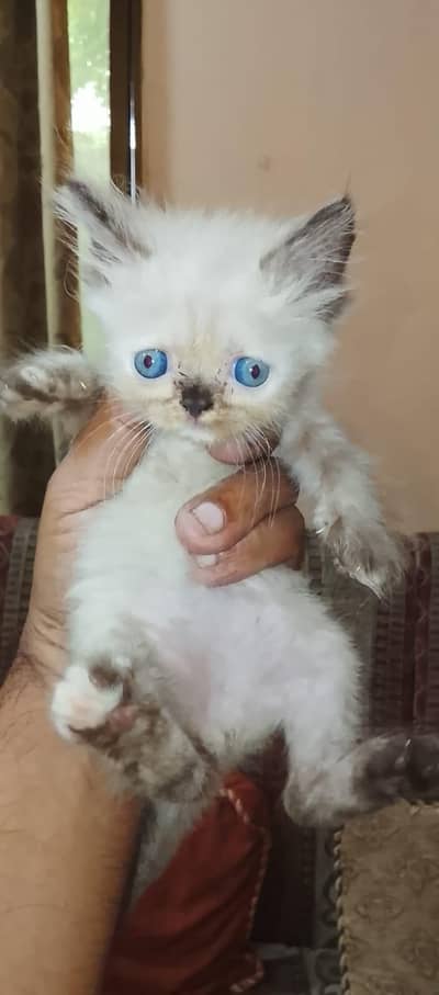 x punch kittens