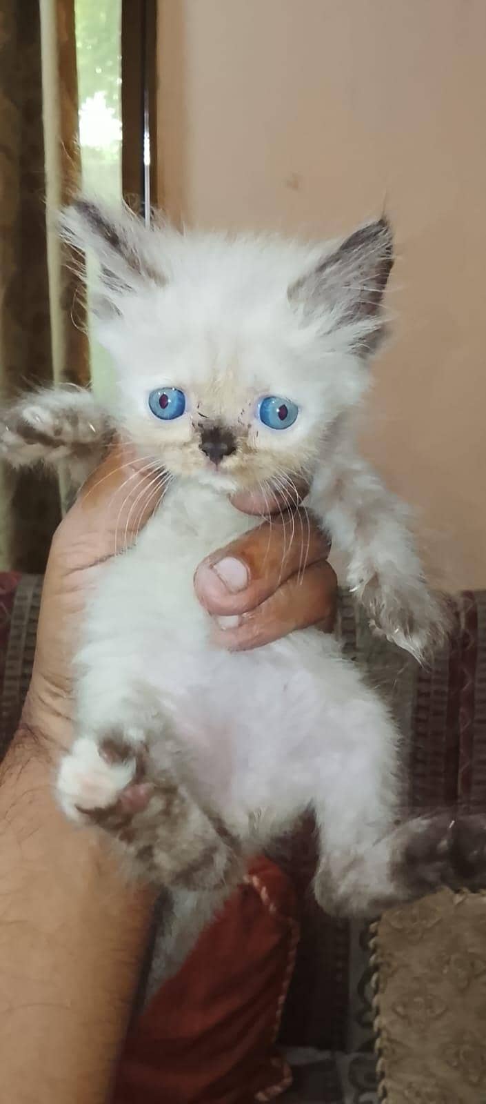 x punch kittens 0
