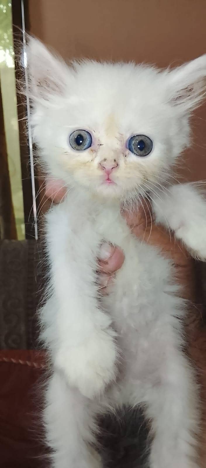 x punch kittens 1