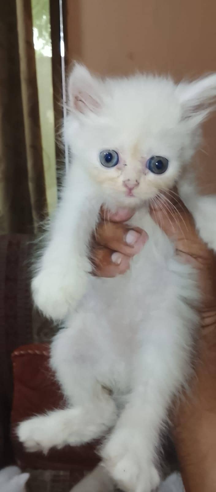 x punch kittens 2