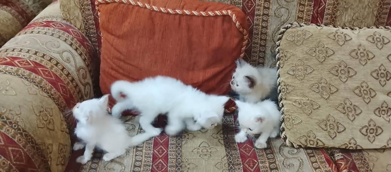 x punch kittens 3