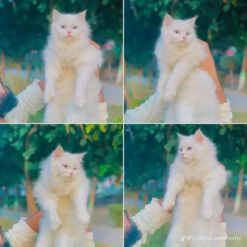 Cash on delivery parshion punch face kitten cats
