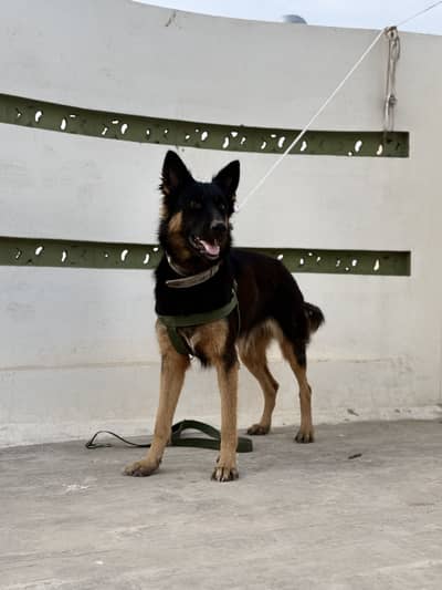 German shepherd dog pair (Tom and Jerry )
