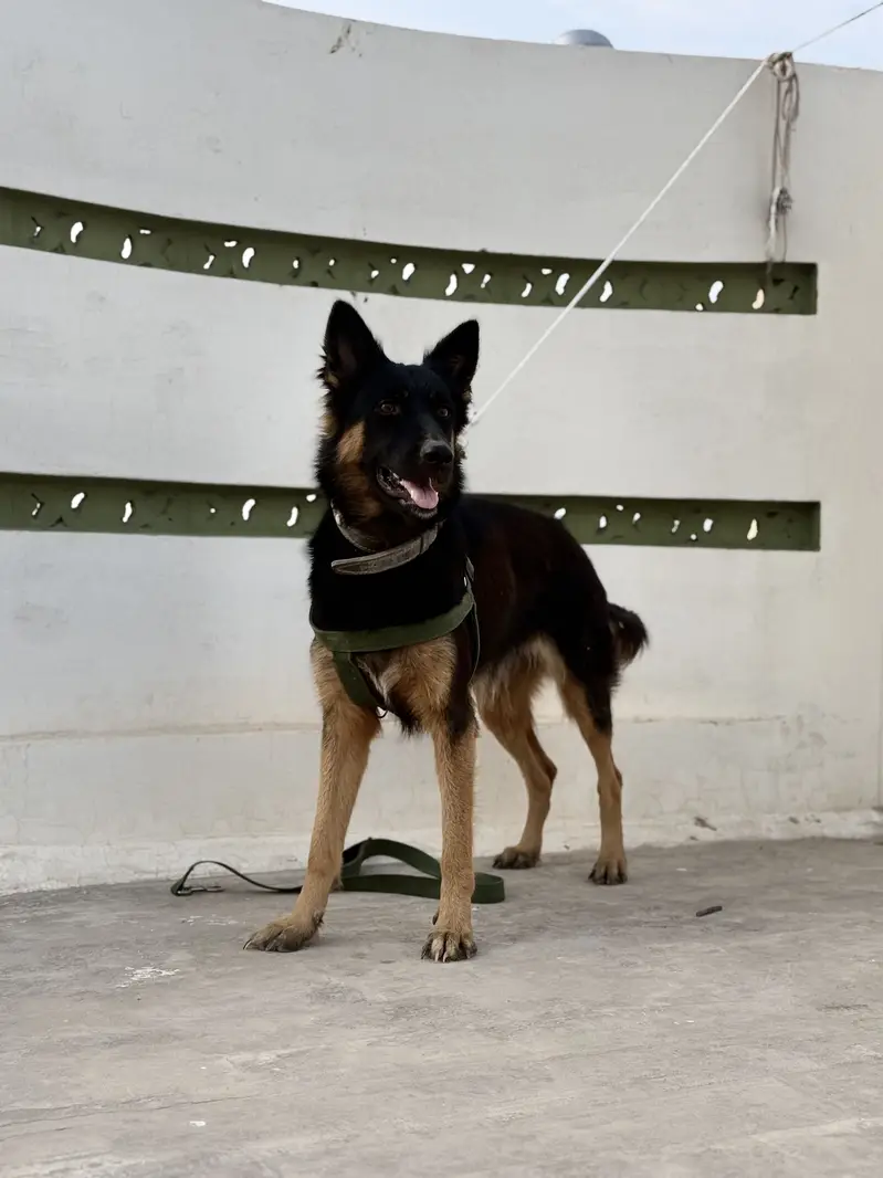 German shepherd dog pair (Tom and Jerry )
