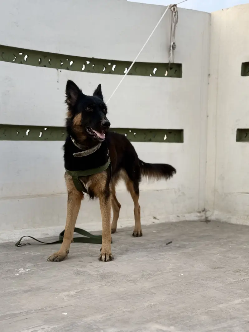 German shepherd dog pair (Tom and Jerry ) — photo 2