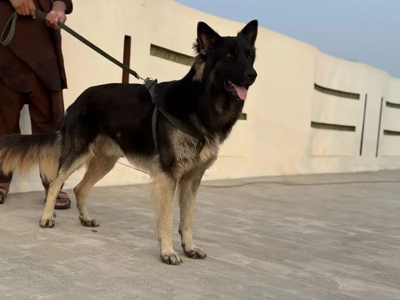 German shepherd dog pair (Tom and Jerry ) — photo 3