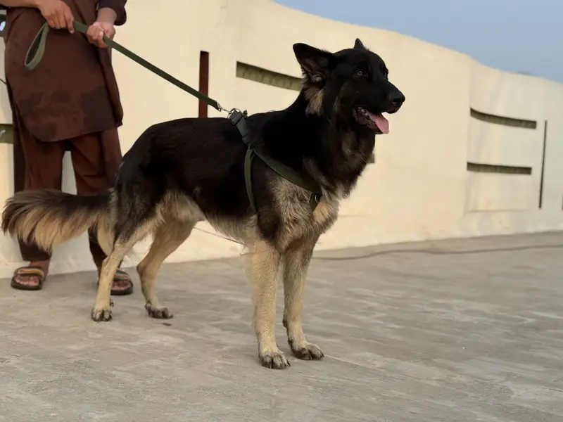 German shepherd dog pair (Tom and Jerry ) — photo 4