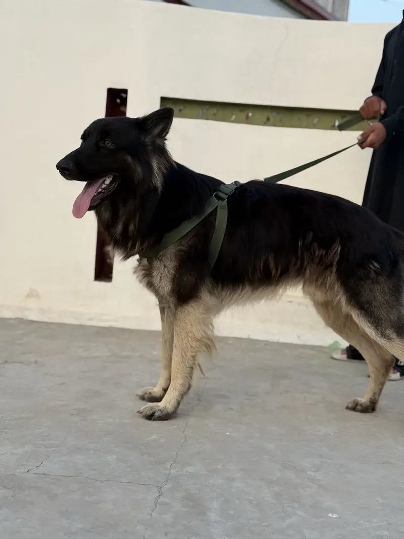 German shepherd dog pair (Tom and Jerry ) — photo 5
