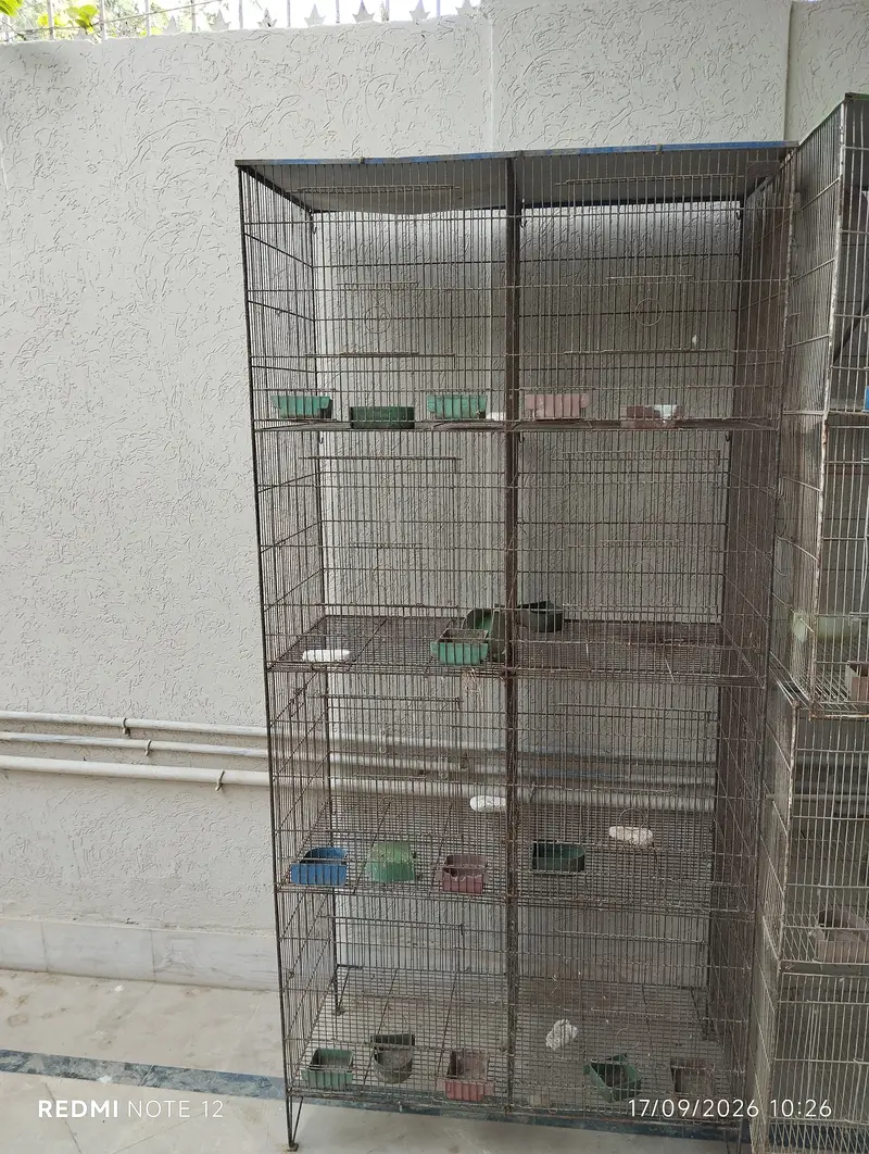 8-Portion Bird Cages | Special Offer — photo 4
