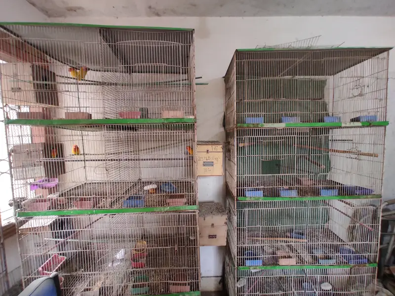 8-Portion Bird Cages | Special Offer — photo 8