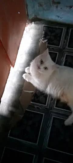 Persian Female Cat