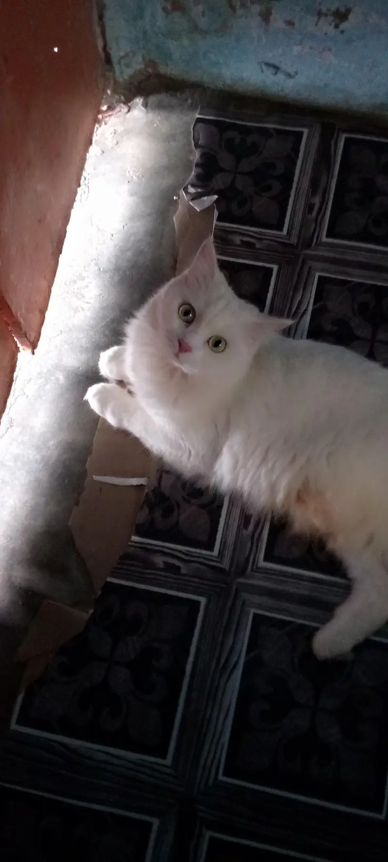 Persian Female Cat — photo 2