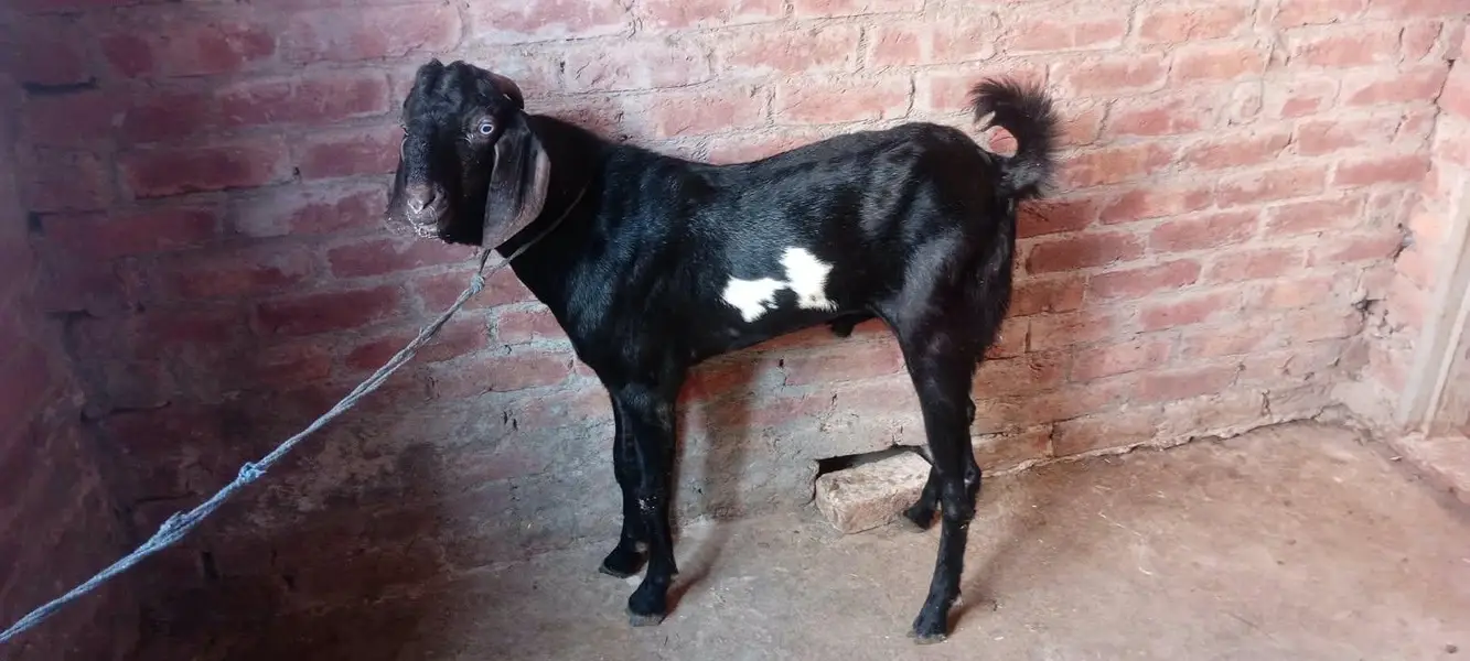 عمر دو دانت ہے — photo 2