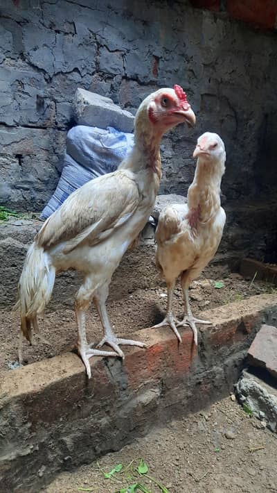 Aseel Hera Pair