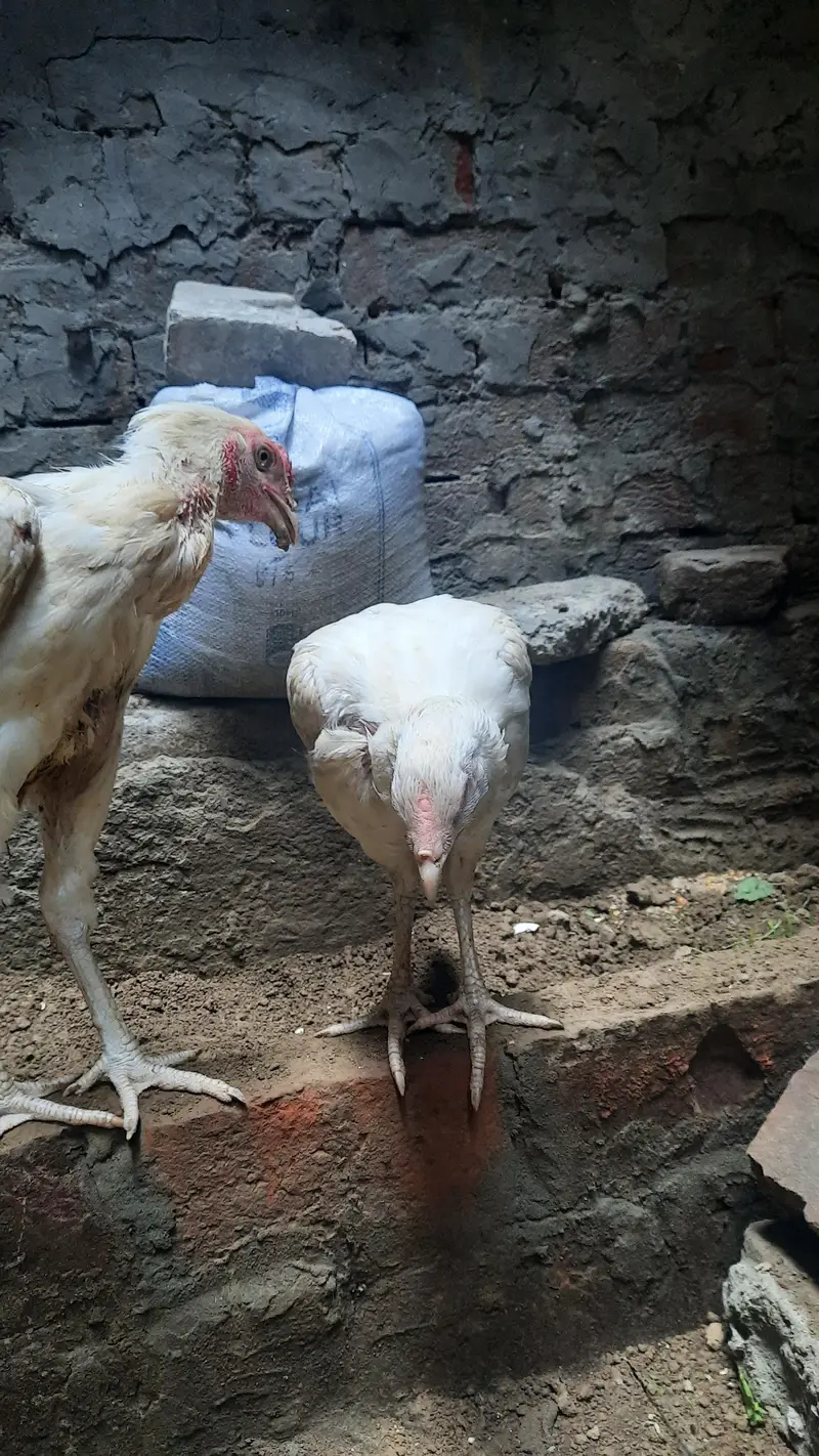 Aseel Hera Pair — photo 2