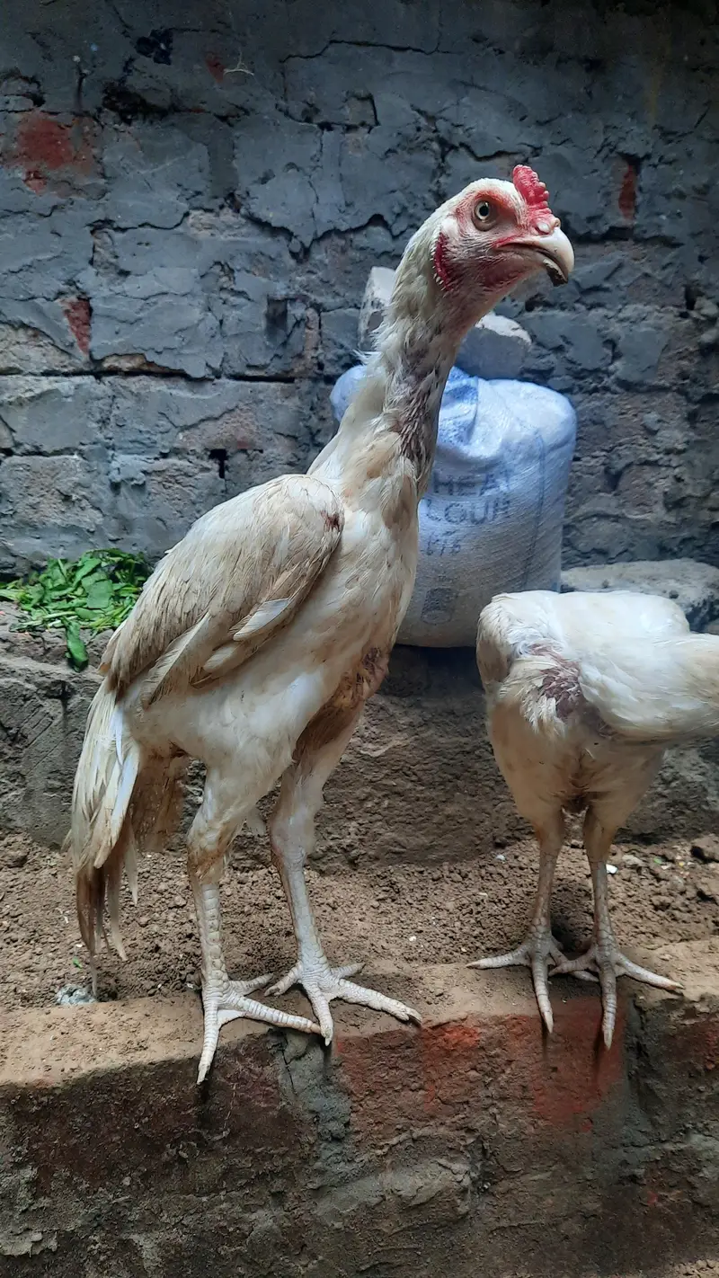 Aseel Hera Pair — photo 3