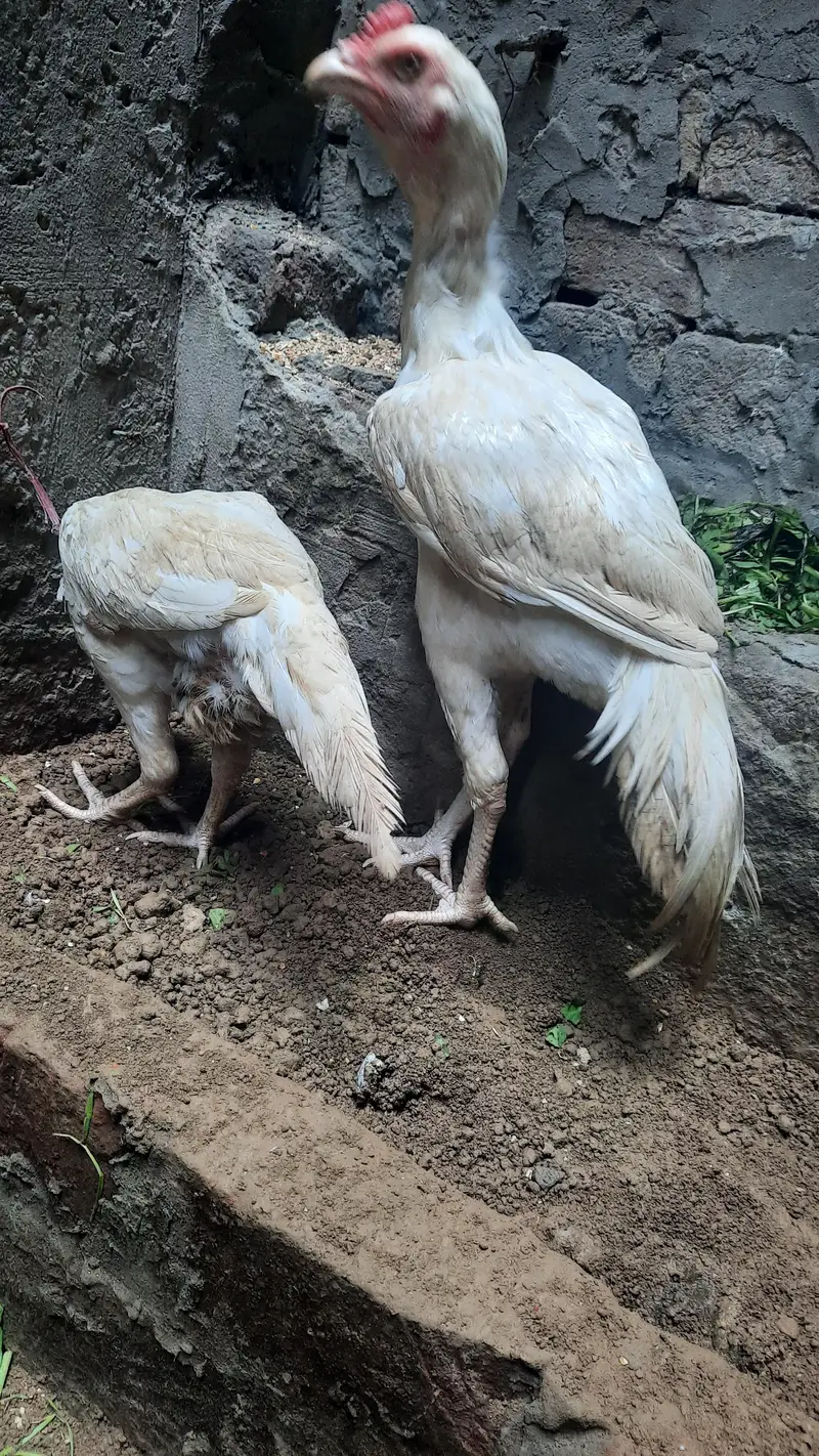 Aseel Hera Pair — photo 4