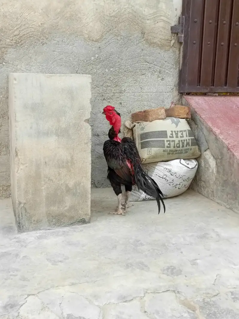 Ganoi Cross Aseel Patha — photo 3