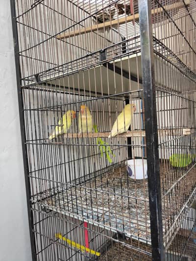 Love Birds For Sale