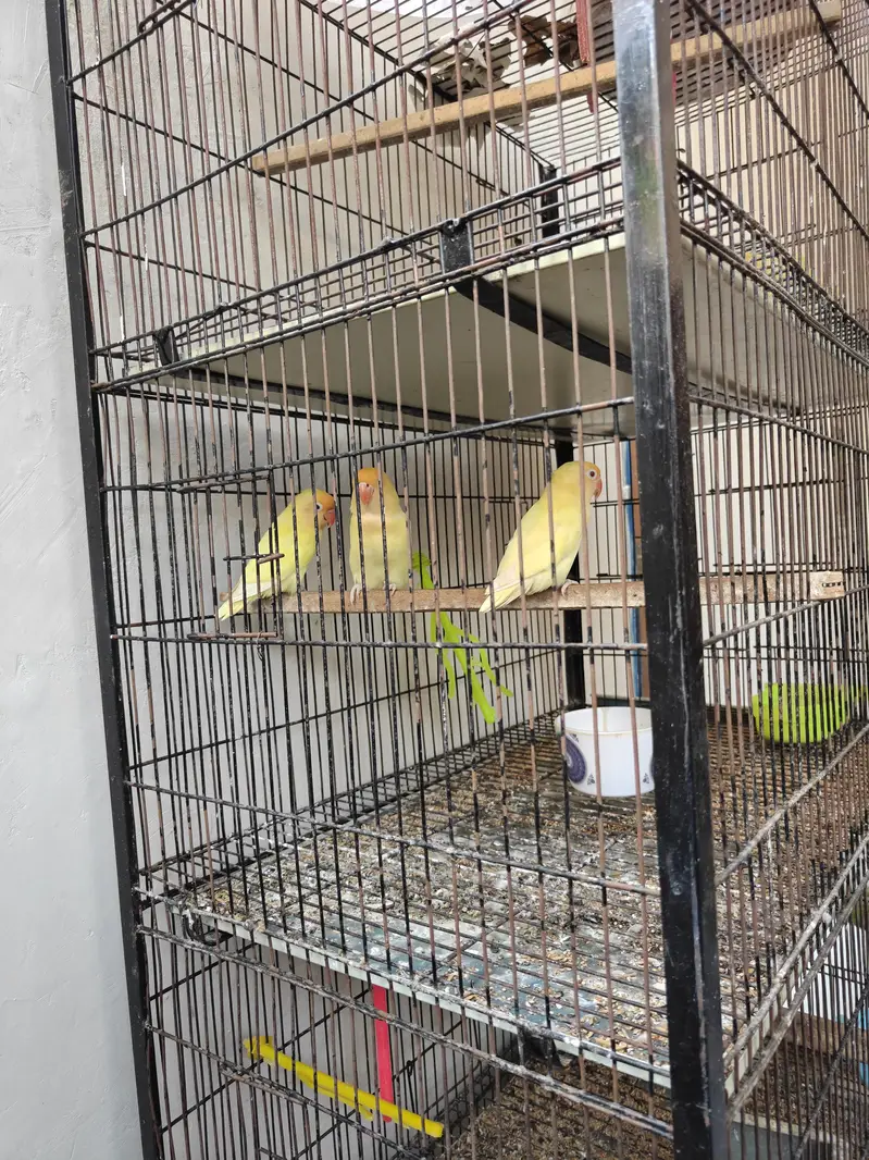 Love Birds For Sale