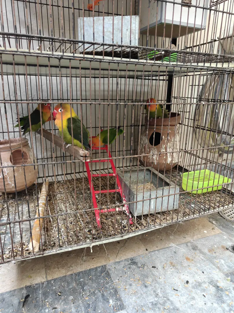 Love Birds For Sale — photo 2