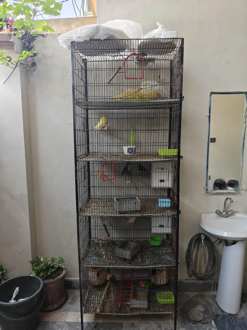Love Birds For Sale — photo 3