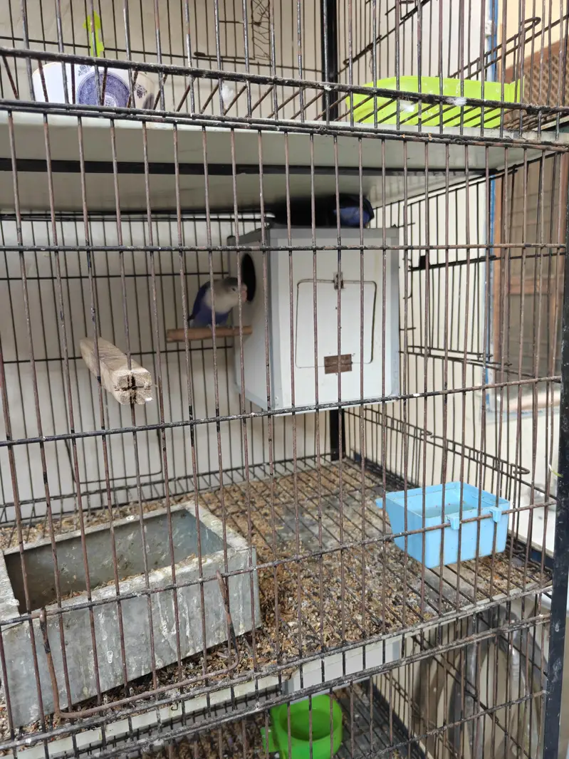 Love Birds For Sale — photo 4