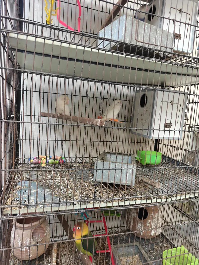 Love Birds For Sale — photo 5