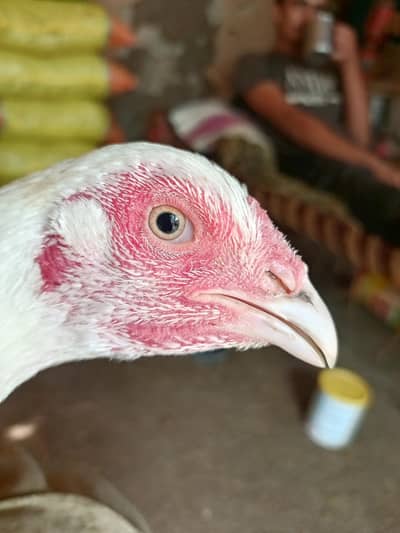 white murgi for sale