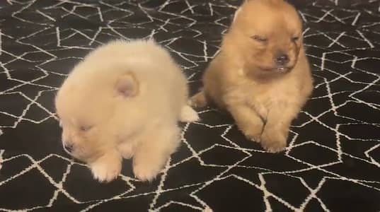 TEACUP POMERANIAN PUPPIES AVAILABLE FOR IMPORT