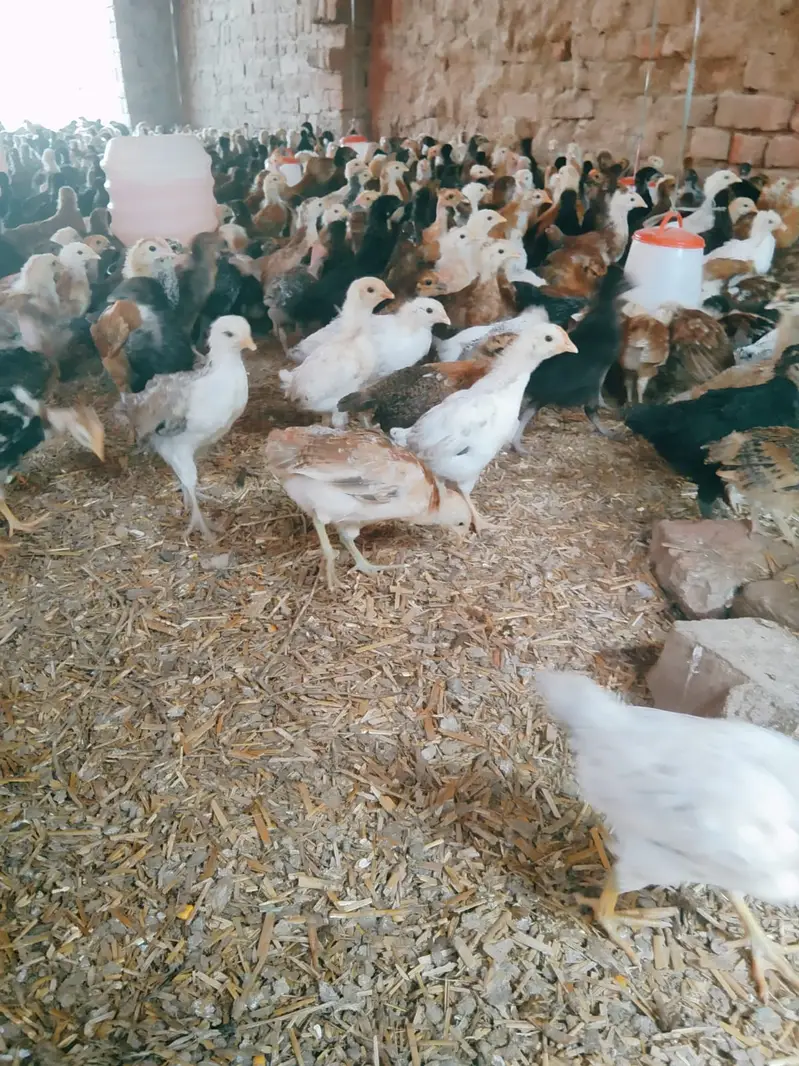 Golden Misri Chicks | misri chuzy _ desi chicks | گولڈن مصری چوزے