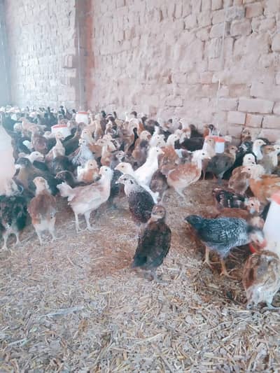 Golden Misri Chicks | misri chuzy _ desi chicks | گولڈن مصری چوزے