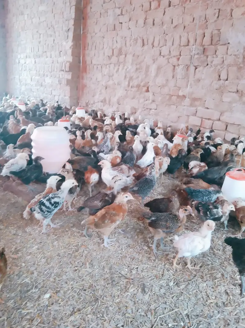Golden Misri Chicks | misri chuzy _ desi chicks | گولڈن مصری چوزے — photo 4