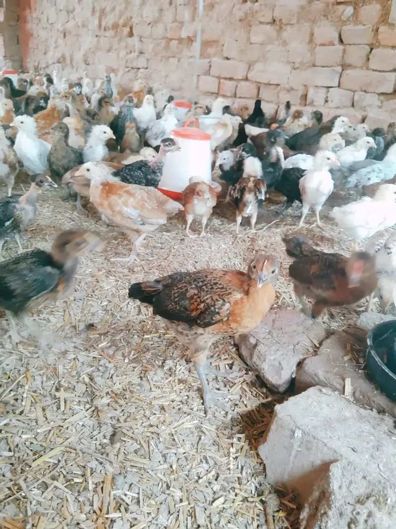 Golden Misri Chicks | misri chuzy _ desi chicks | گولڈن مصری چوزے — photo 6