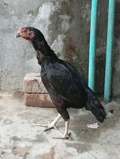 Lasani Aseel Madi Available For Sale