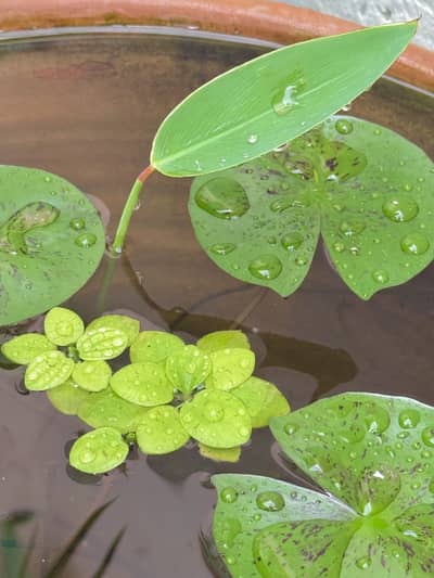 Aquatic Plants & Fishes