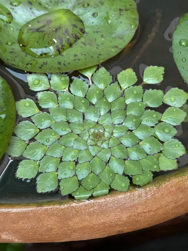 Aquarium Plants | Aquatic Plants | Pond Plants — photo 3