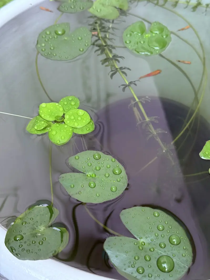 Aquarium Plants | Aquatic Plants | Pond Plants — photo 4