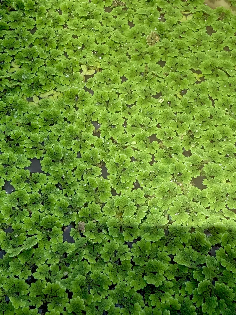 Aquarium Plants | Aquatic Plants | Pond Plants — photo 5